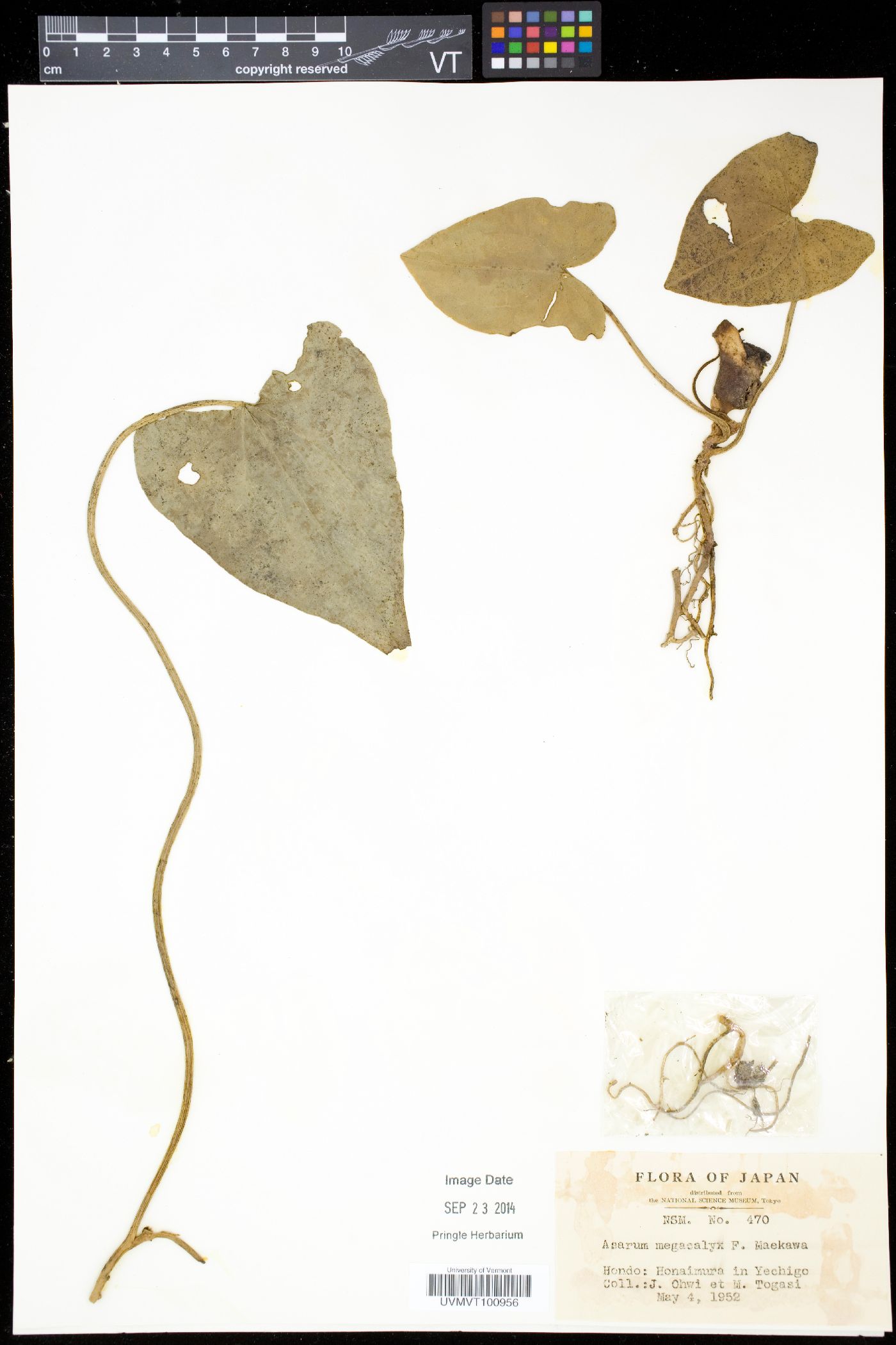 Asarum megacalyx image