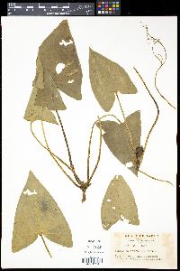 Media resource of Asarum satsumense