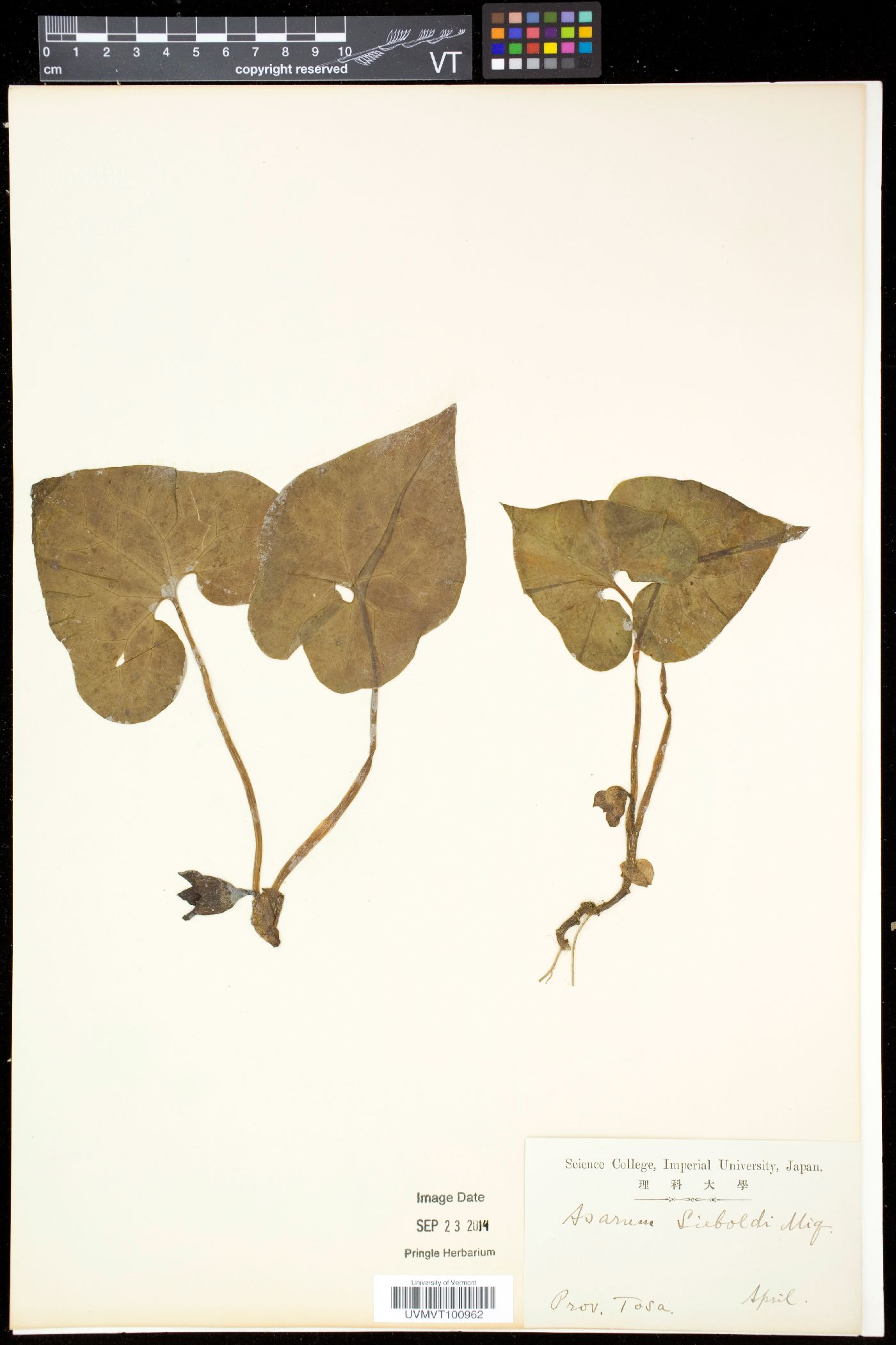 Asarum sieboldii image