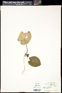 Media resource of Asarum tamaense