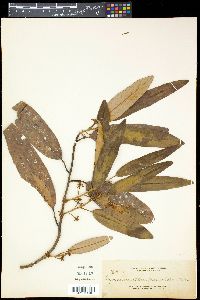 Myristica agusanensis image