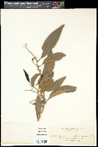 Myristica cumingii image
