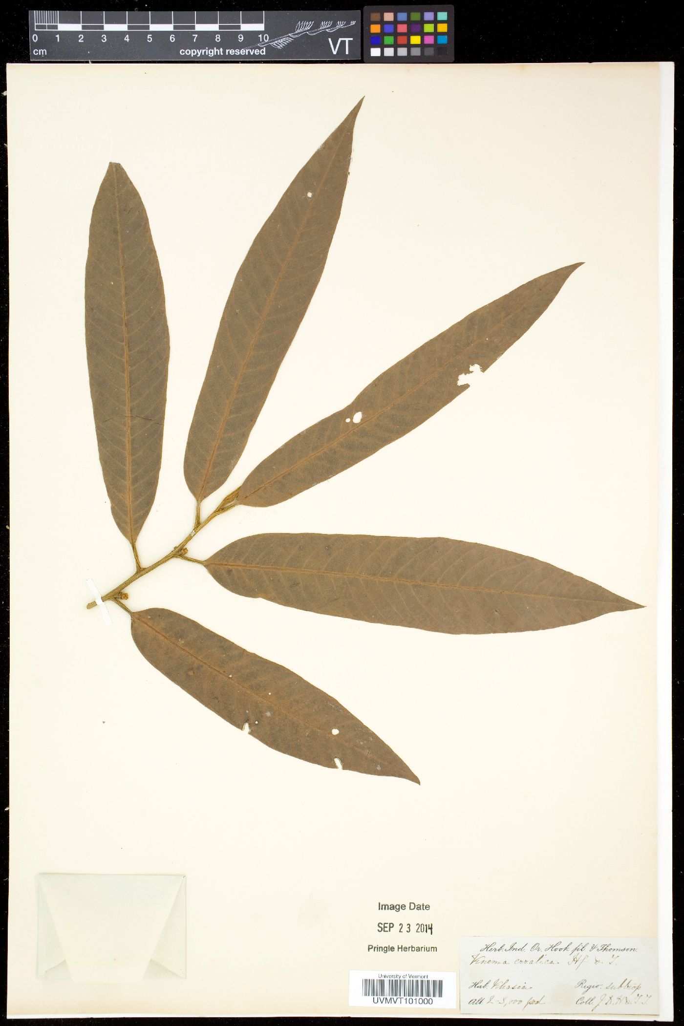Knema erratica image