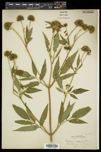 Bidens vulgata image