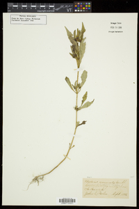 Bidens connata image