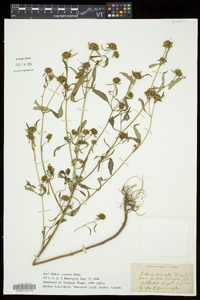 Bidens connata image