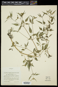 Bidens discoidea image