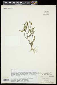 Bidens connata image