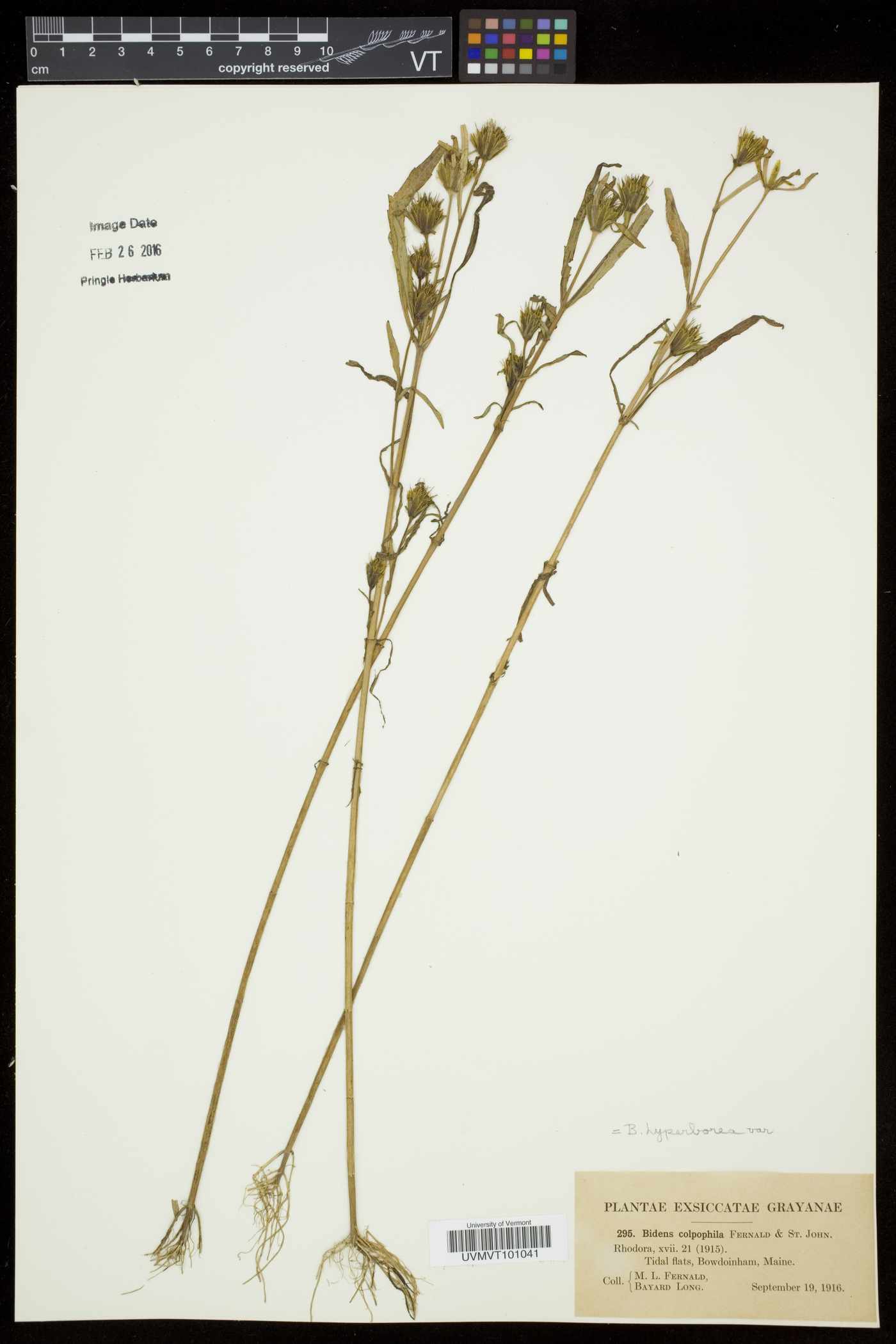 Bidens hyperborea image