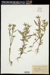 Bidens hyperborea image