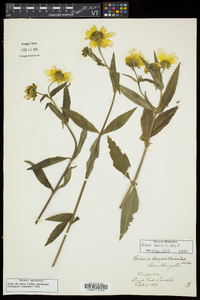 Bidens laevis image