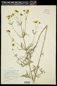 Bidens trichosperma image