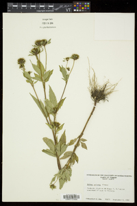 Bidens vulgata image