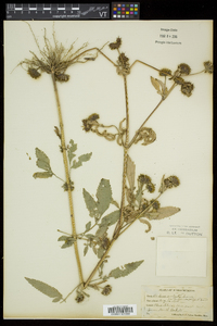 Bidens vulgata image