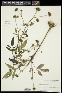 Bidens vulgata image