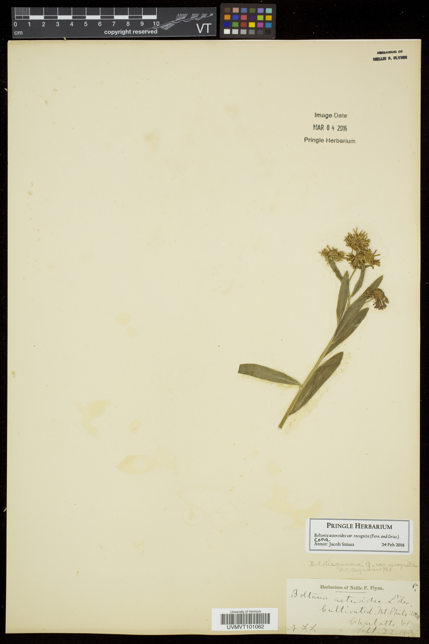 Boltonia asteroides var. recognita image