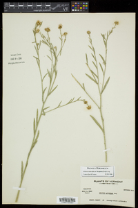 Boltonia asteroides var. latisquama image