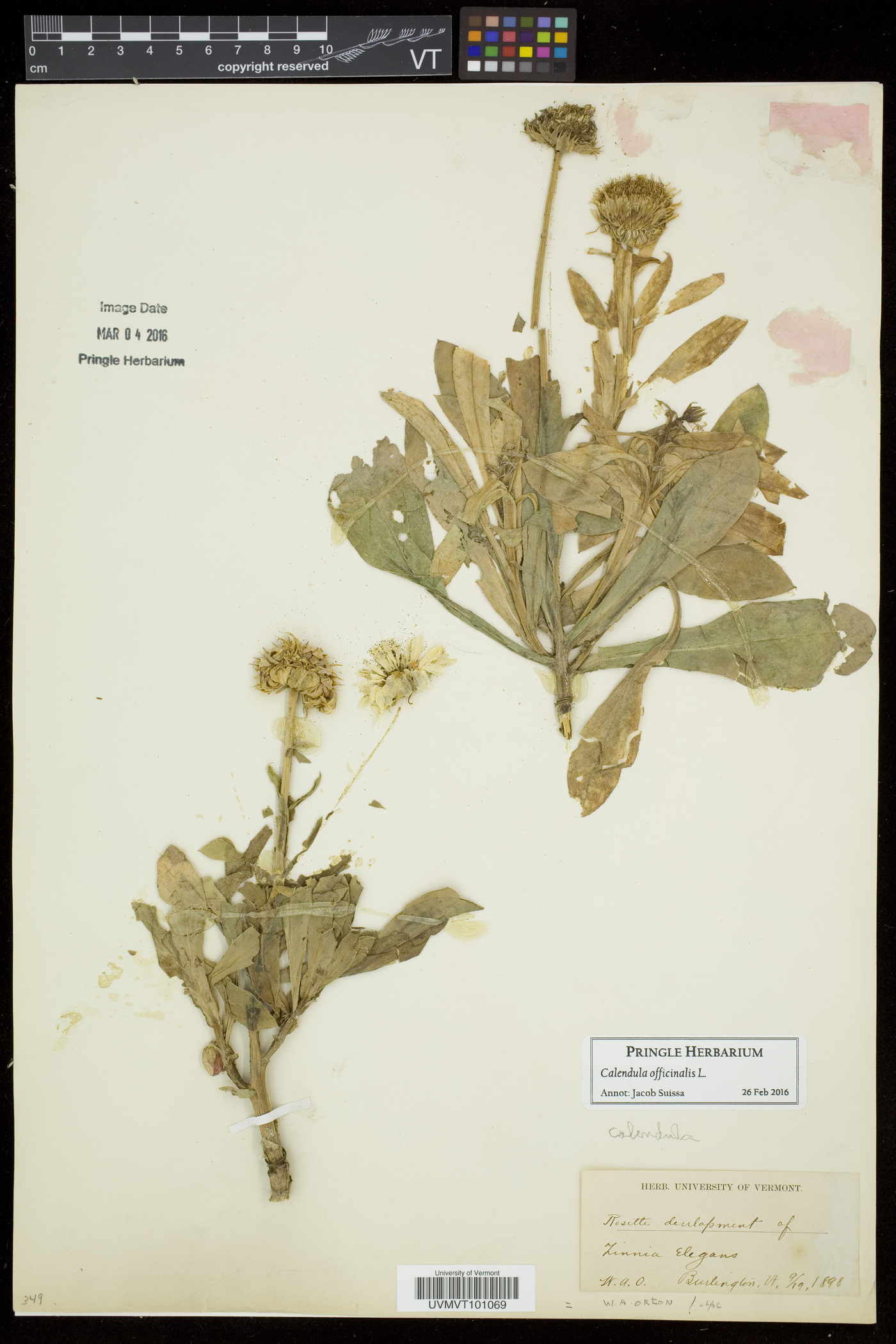 Calendula officinalis image