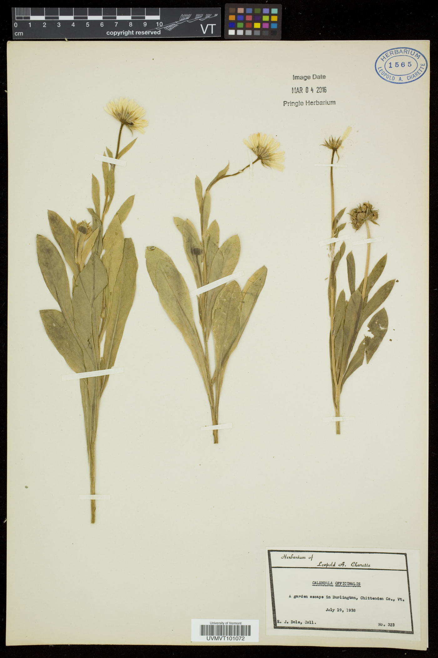 Calendula officinalis image