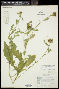 Centaurea phrygia image