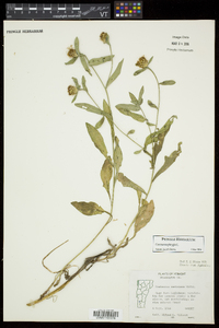 Centaurea phrygia image