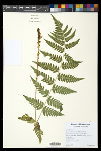 Dryopteris clintoniana image