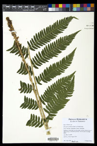 Dryopteris goldieana image