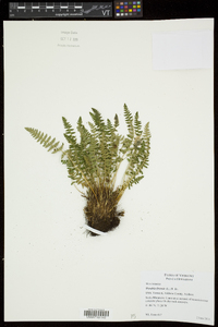 Woodsia ilvensis image