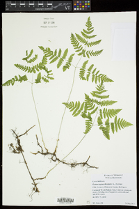 Gymnocarpium dryopteris image