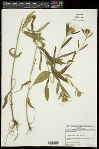 Centaurea jacea image