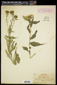 Centaurea jacea image