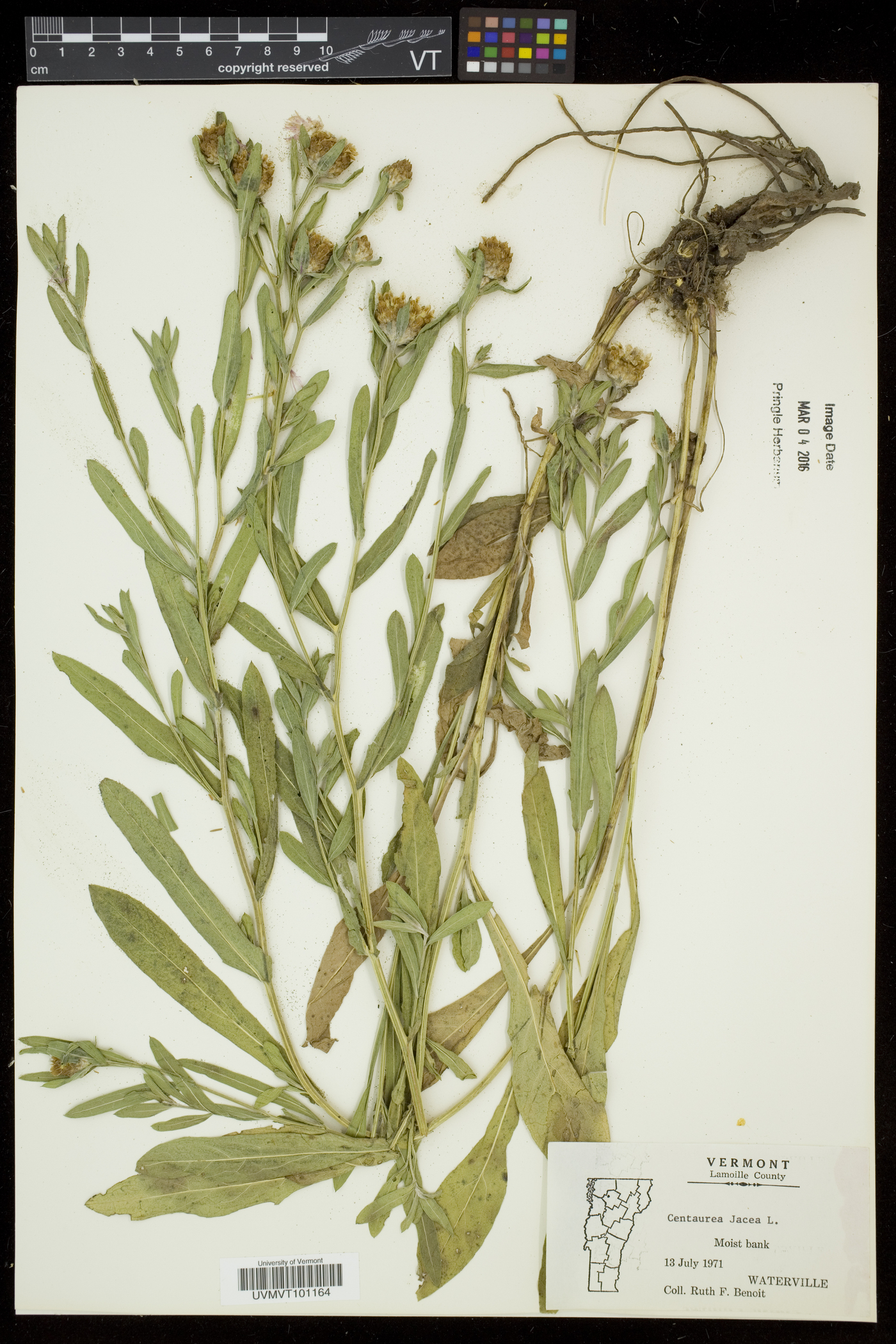 Centaurea jacea image