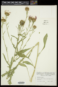 Centaurea jacea image