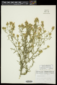 Centaurea stoebe subsp. micranthos image