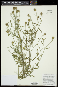 Centaurea stoebe subsp. micranthos image