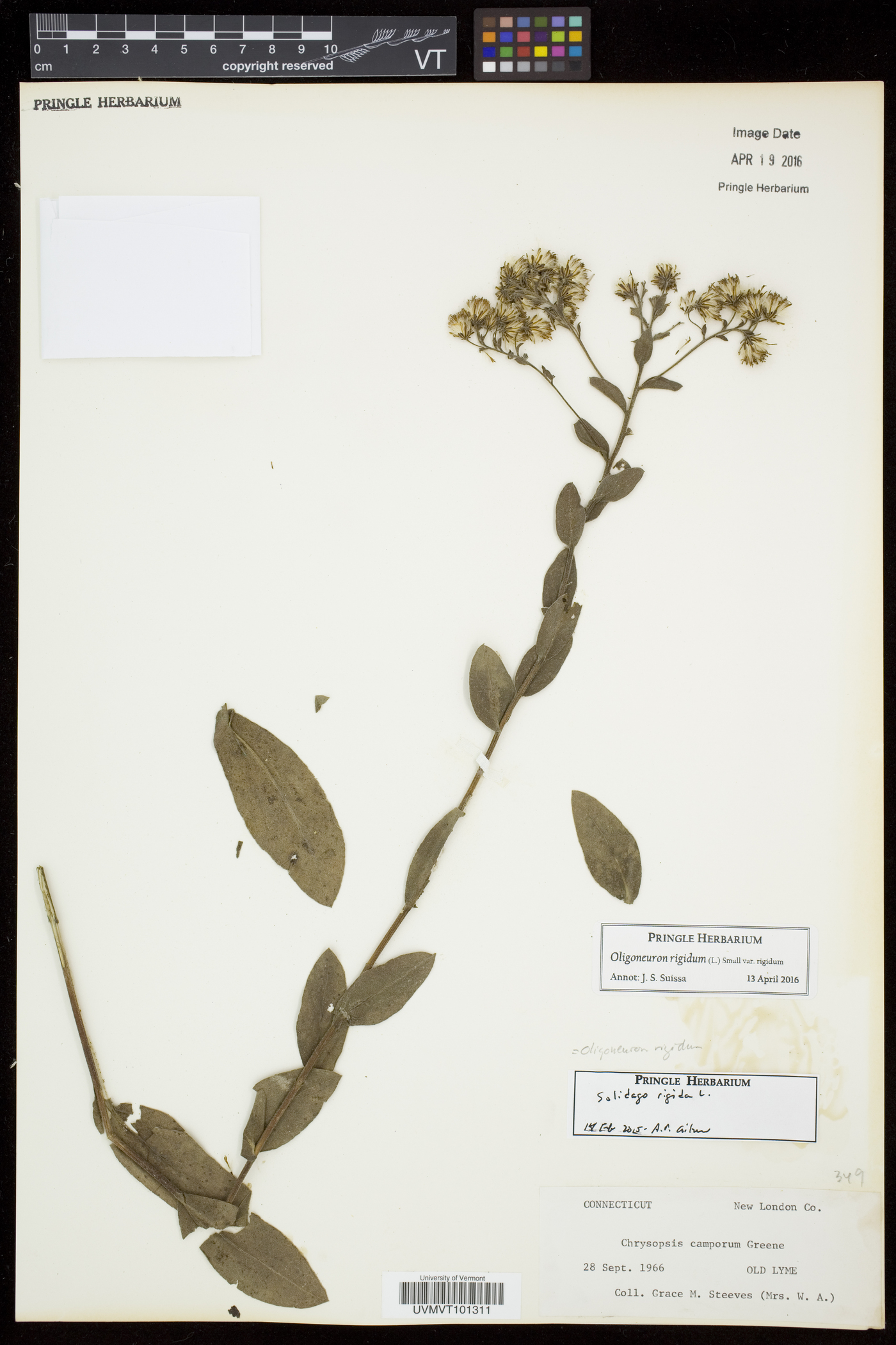 Oligoneuron rigidum var. rigidum image