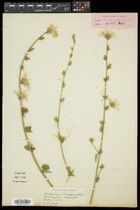 Cichorium intybus image