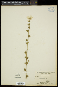 Cichorium intybus image