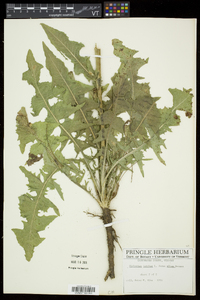 Cichorium intybus image