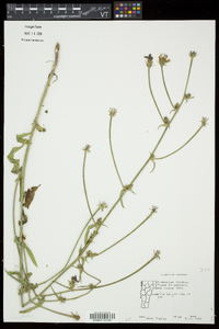 Cichorium intybus image