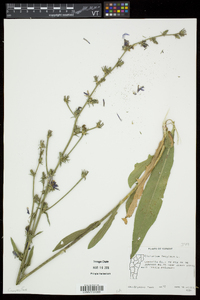 Cichorium intybus image