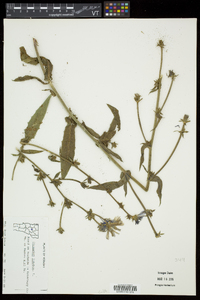 Cichorium intybus image