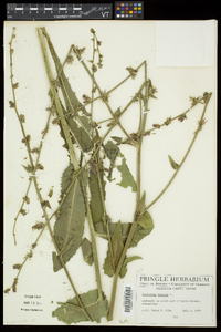 Cichorium intybus image