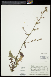 Cichorium intybus image