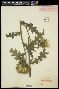 Cirsium pumilum image