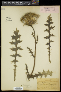 Cirsium pumilum image