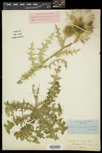 Cirsium pumilum image