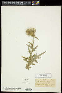 Cirsium discolor image