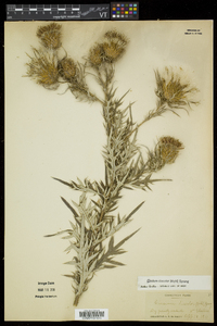 Cirsium discolor image