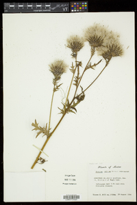 Cirsium muticum image